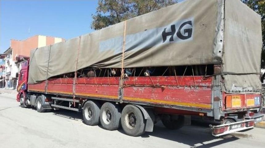 Kurbanlıklar Yola &Ccedil;ıktı