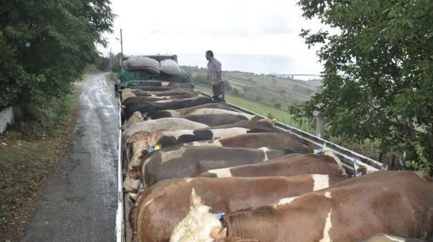 Trakya&rsquo;ya Sinop&rsquo;tan Kurbanlık Sevki&rlm;yatı