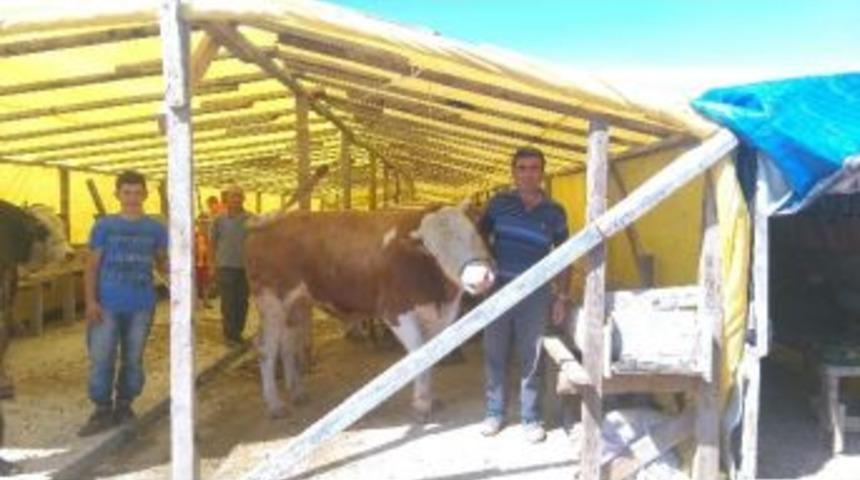 İzmit&rsquo;e Kurbanlıklar Alıcılarını Bekliyor