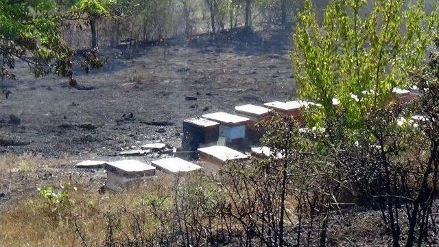 Bolu’da Orman Yangını Son Anda Söndürüldü