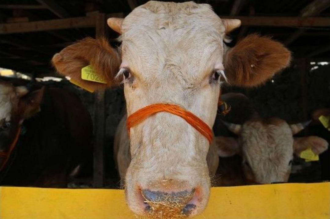 (&ouml;zel Haber) Sahibinden Satılık&nbsp;&nbsp;e-tosun