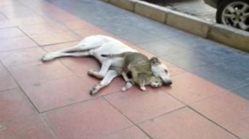 (&ouml;zel) Kedi Ve K&ouml;pekten Kardeşlik Dersi