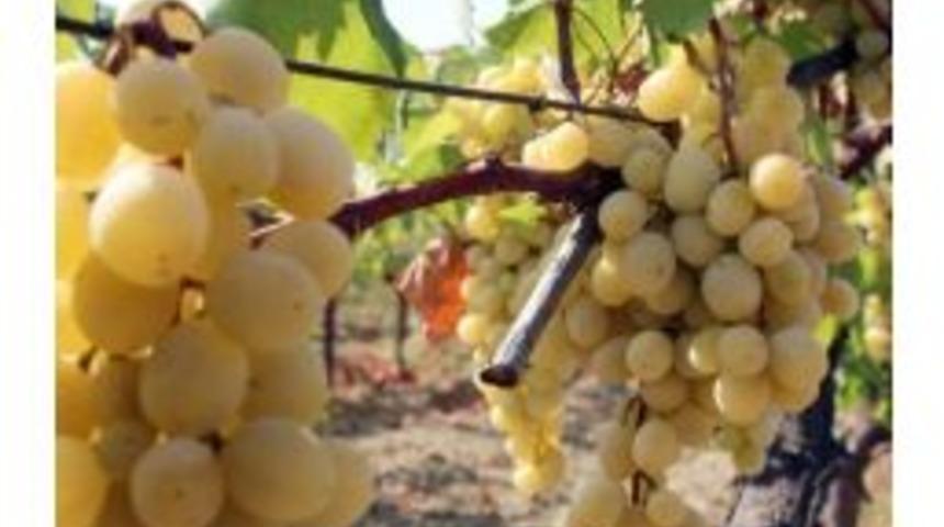 T&uuml;rkiye&rsquo;nin &Uuml;z&uuml;m &Ccedil;eşitliliği Tekirdağ&rsquo;da Korunuyor