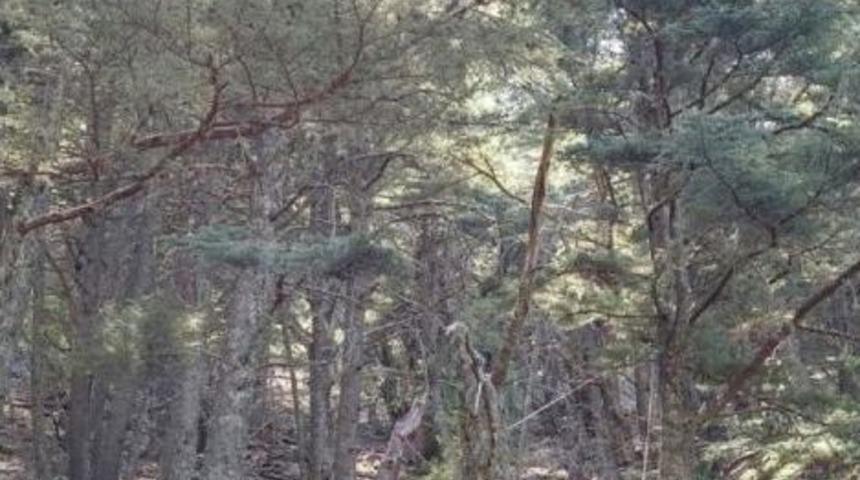 Babadağ'da Paraş&uuml;t&uuml; Kapanan Turisti Ağa&ccedil; Kurtardı