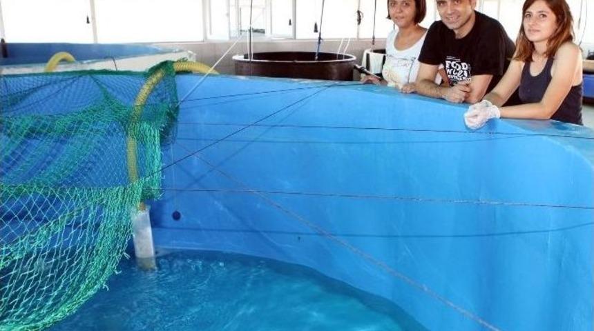 Havuz Koşullarında &ldquo;lagos&rdquo; &Uuml;retilecek