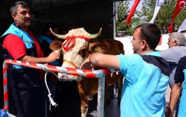 Erzurum'da Kurbanlara, Mobil Kesim