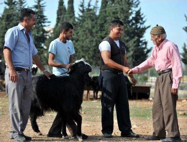 Antalya'da Büyükbaş Kurban Kesimi 260 Lira, Küçükbaş Kesimi 70 Lira