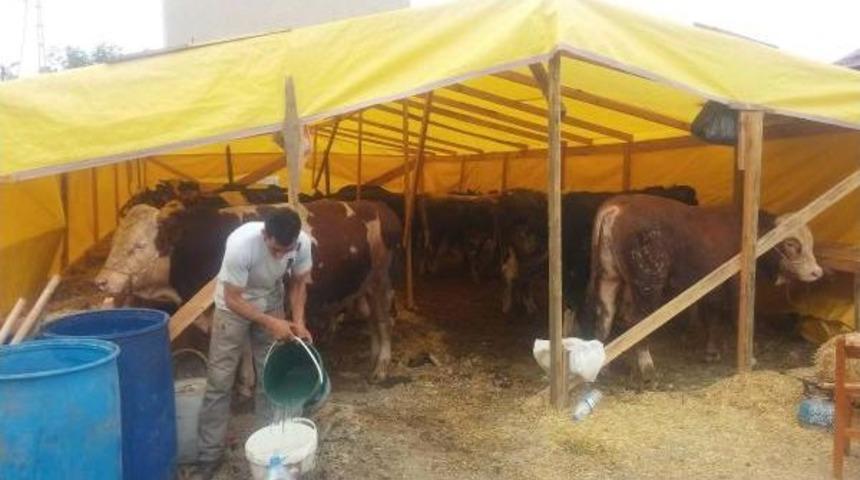 Kurbanlık &Ccedil;adırını Keserek Danayı Ka&ccedil;ırdılar