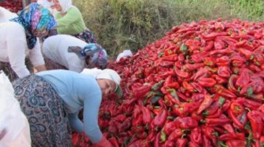 Yenice&rsquo;de Kapya Biber Hasatı Başladı