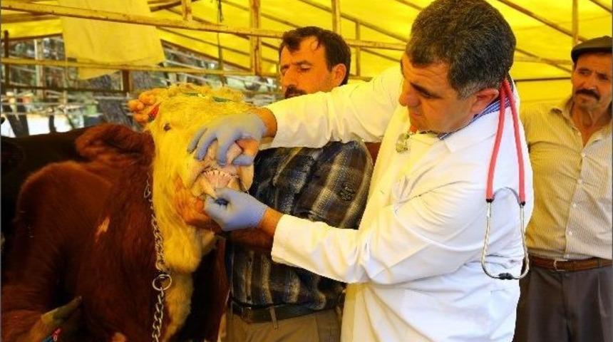 Uzmanlardan Vatandaşlara &rsquo;kurbanlık&rsquo; Uyarısı