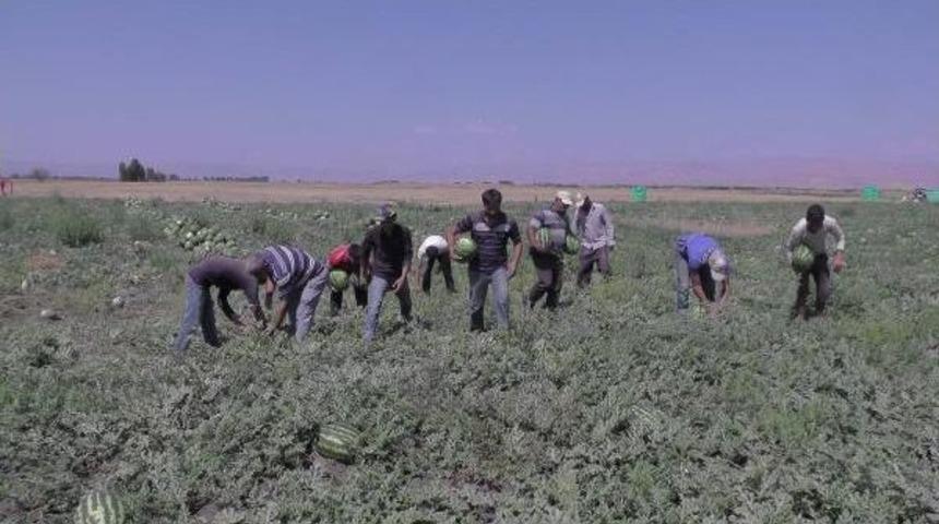Karpuz Toplamaya Urfa'dan Muş'a Geldiler