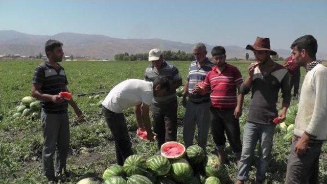 Karpuz Toplamaya Urfa'dan Muş'a Geldiler