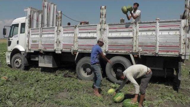 Karpuz Toplamaya Urfa'dan Muş'a Geldiler