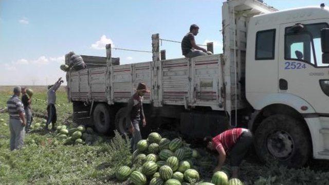 Karpuz Toplamaya Urfa'dan Muş'a Geldiler