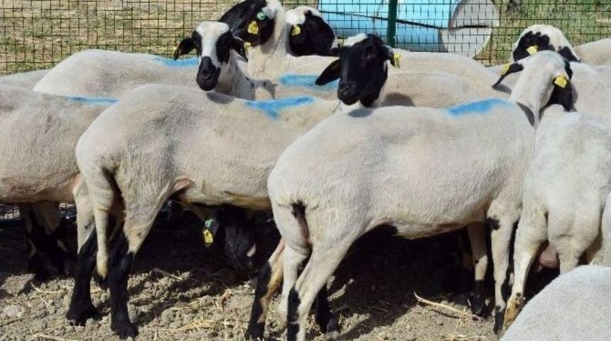 İzmir B&uuml;y&uuml;kşehir Belediyesi Kurban Bayramına Hazır