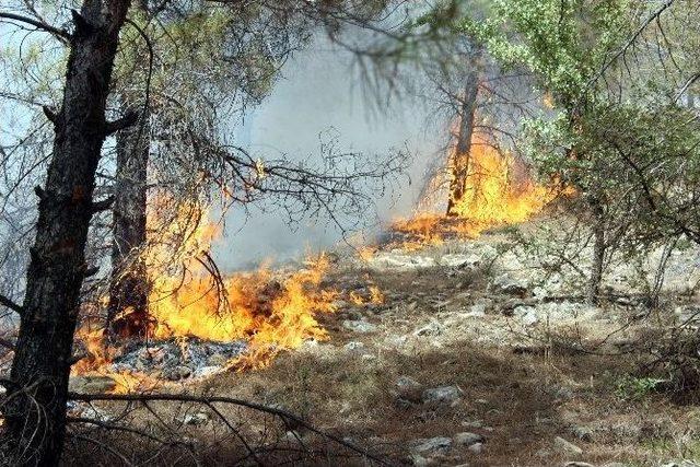 Adıyaman’da Orman Yangını