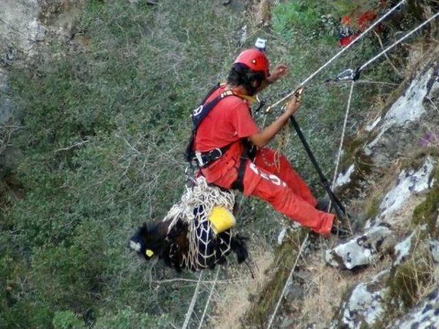 Kayalıklarda Mahsur Kalan Oğlağı Akut Kurtardı