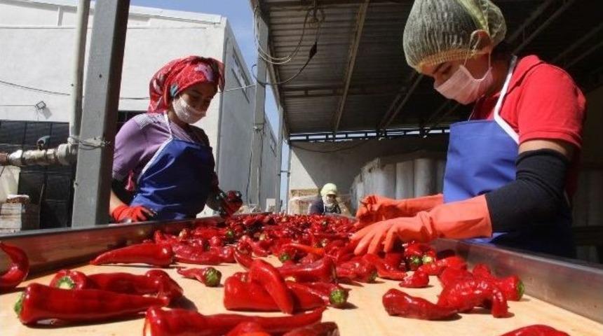 İneg&ouml;l&rsquo;den Hollanda&rsquo;ya Sal&ccedil;a İhracatı