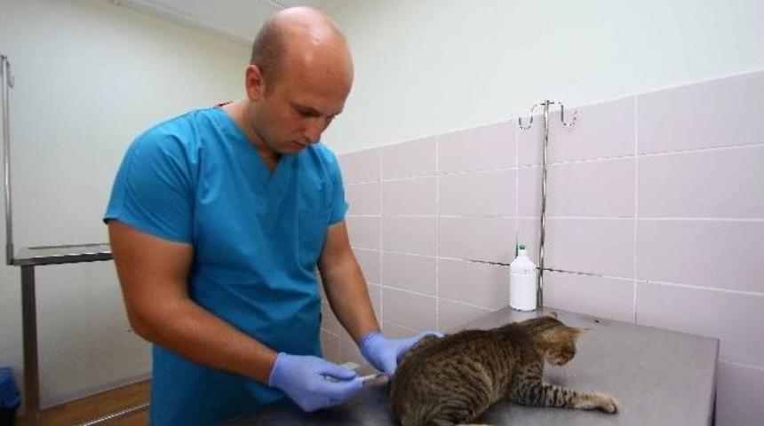 Kediler Artık Bayraklı&rsquo;da Kısırlaştırılıyor