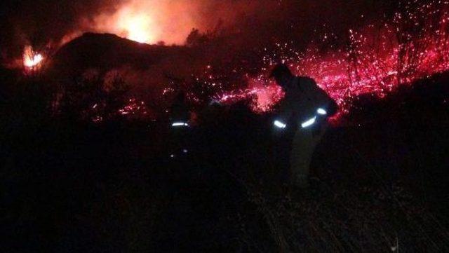 Hatay'da 50 Hektar Ormanlık Alan Yandı