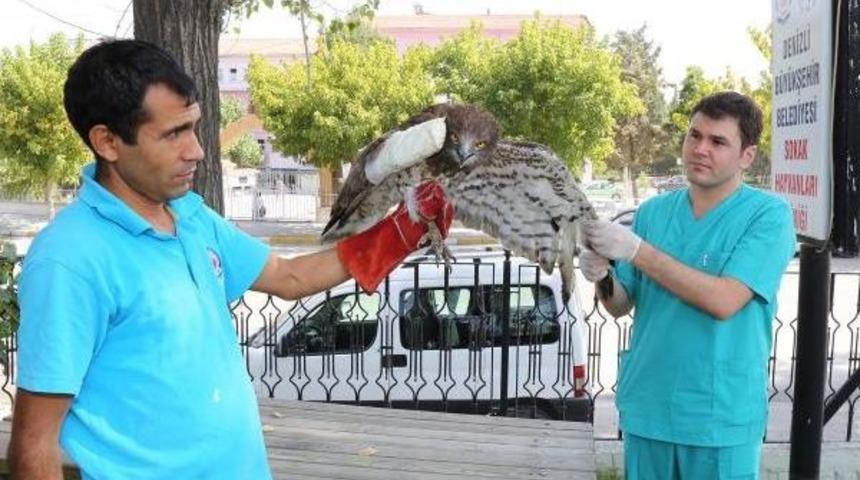 Kanadı Kırık Yavru Kartala Şefkat Eli