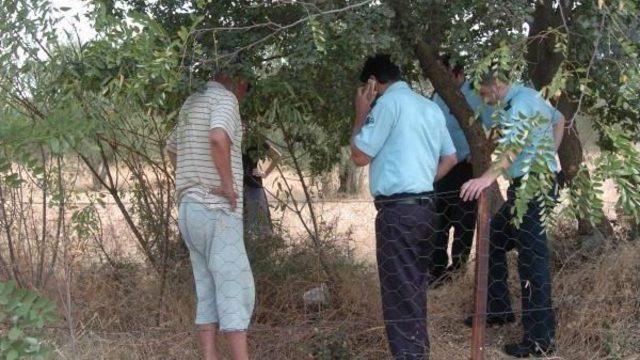 Hırsızın Bahçede Düşürdüğü Altınlar, Otlar Kuruyunca Bulundu