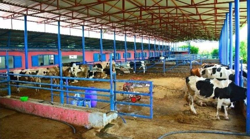Adanalı Yetiştiriciler Hayvan Pazarı İstiyor