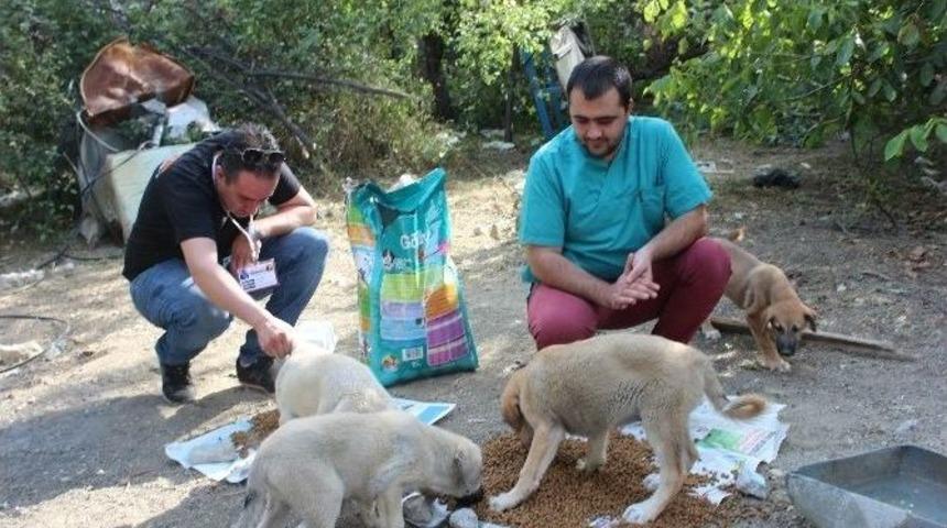 Ak&ccedil;atekir Yaylası&rsquo;nda Sokak Hayvanlarına Şefkat Eli