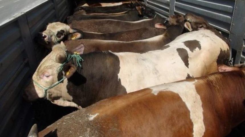 Yozgat&rsquo;ta Kurbanlık Hayvan Sevkıyatına Sıkı Denetim
