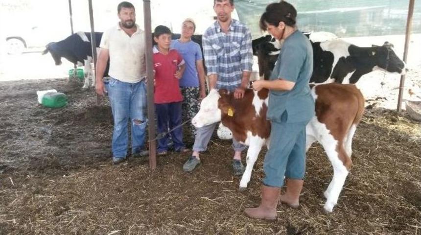 Dalaman&rsquo;da Şap Aşılaması Yapılıyor