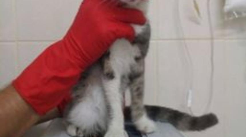 B&uuml;y&uuml;k&ccedil;ekmece Belediyesi, Sokağa Atılan 50 Kediye Sahip &Ccedil;ıktı