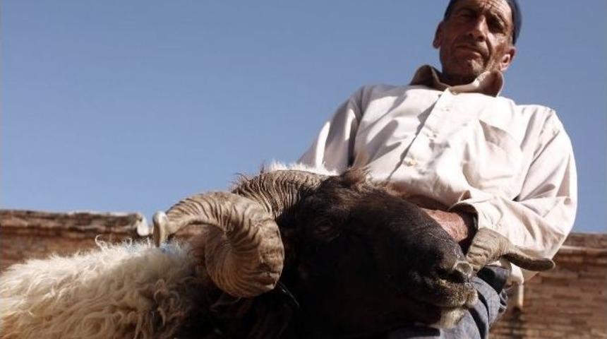 (&ouml;zel Haber) K&uuml;peli Kurbanlıklarda Ka&ccedil;ak Uyarısı