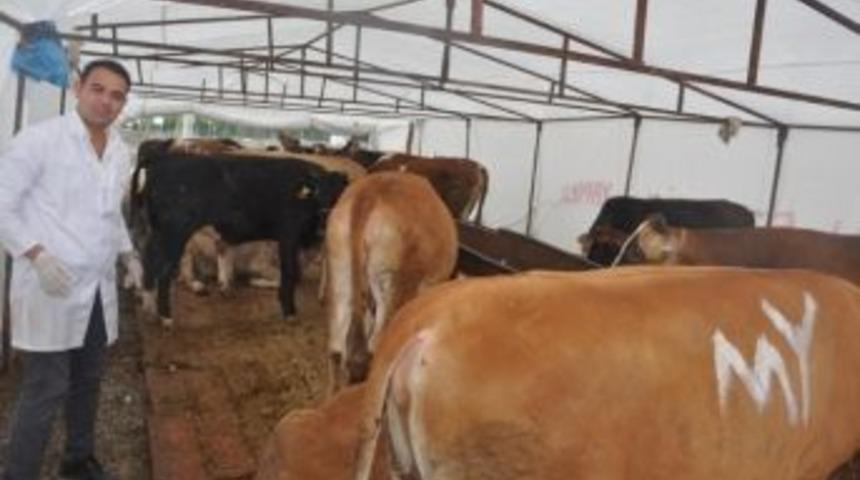 Dilovası Belediyesinden &Uuml;cretsiz Veteriner Hizmeti