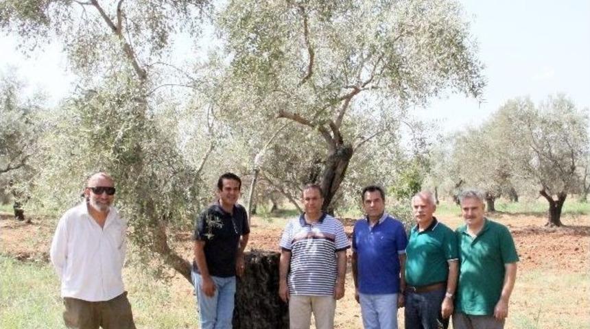 Vali T&uuml;rker&rsquo;den Zeytinpark Projesi&rsquo;ne Destek