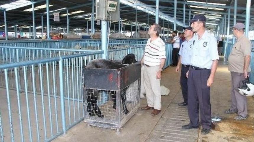 Merkezefendi&rsquo;de Kurban Satış Ve Kesim Yerleri Belirlendi