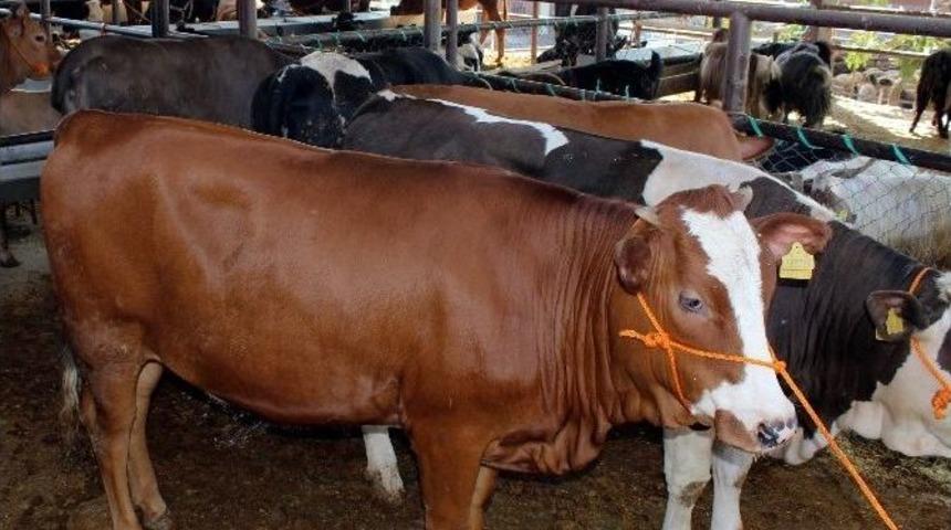 Kurbanlıklar Pazarda Alıcı Bekliyor