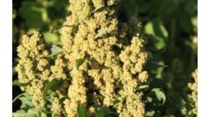 Astronot Yiyeceği Kinoa Ardahanlı &Ccedil;ift&ccedil;inin Umudu Oldu