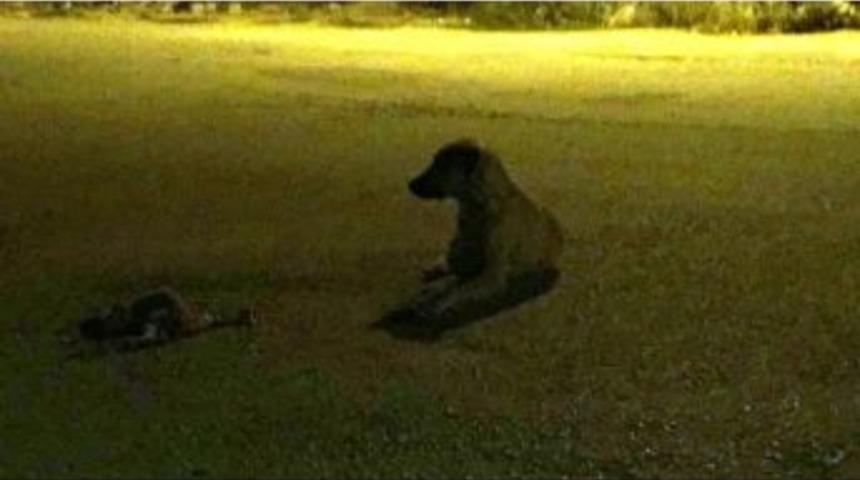 Kazada Ölen Yavrusunun Başından Ayrılmadı