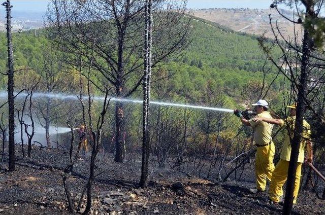 Aliağa’da Orman Yangını