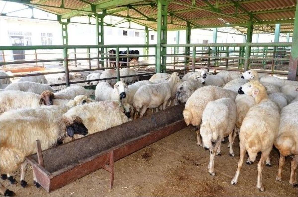 Canlı Hayvan Pazarında Bayram &Ouml;ncesi Durgunluk