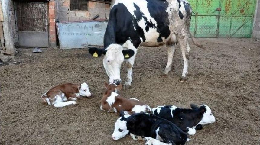 Uşak&rsquo;ta Damızlık D&uuml;ve D&ouml;rd&uuml;z Buzağı Doğurdu
