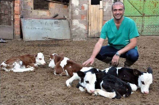 Uşak&rsquo;ta Damızlık D&uuml;ve D&ouml;rd&uuml;z Buzağı Doğurdu 1