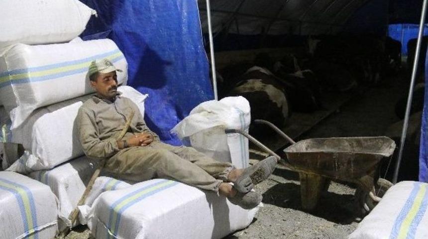 (&ouml;zel Haber) &Ouml;ğretmenliğe Atanamadı, Kurban Satıyor