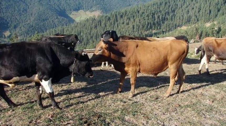 Ayı, Kurbanlık Danayı Par&ccedil;aladı