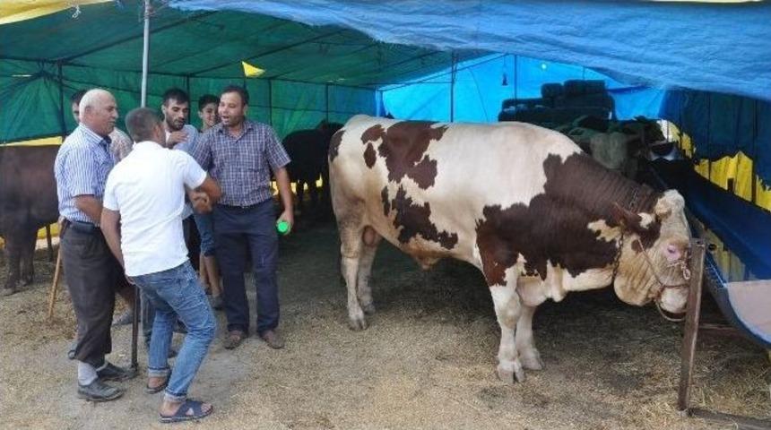 Tekirdağ&rsquo;da Kurban Piyasası Hareketlendi