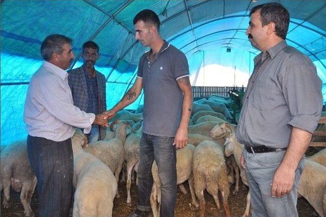 Tekirdağ&rsquo;da Kurban Piyasası Hareketlendi 2