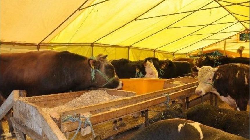 Giresun&rsquo;da Kurbanlıklar Pazara İnmeye Başladı