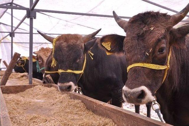 Giresun’da Kurbanlıklar Pazara İnmeye Başladı