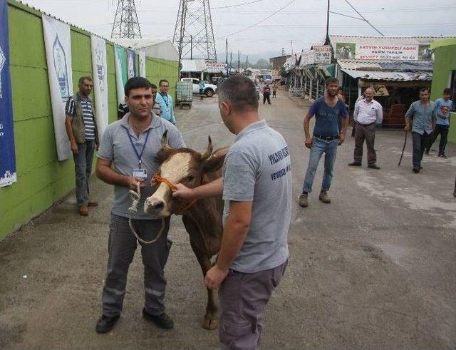 Bursa’da Kaçan Boğaları Yakalama Timi Kuruldu