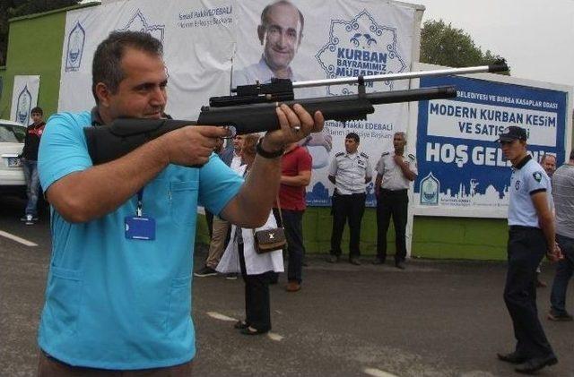 Bursa’da Kaçan Boğaları Yakalama Timi Kuruldu